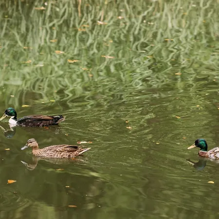 Pensjonat Pension Parkschloesschen
