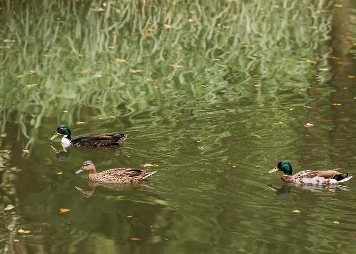 Guest house Pension Parkschloesschen