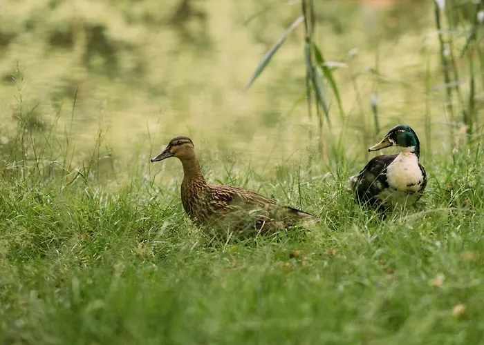 Guest house Pension Parkschloesschen Lichtenstein (Saxony)