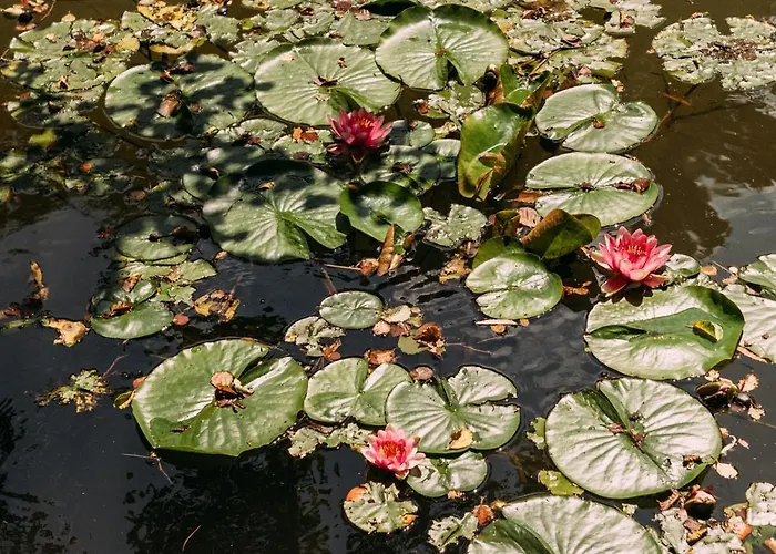 Pension Parkschloesschen 3*